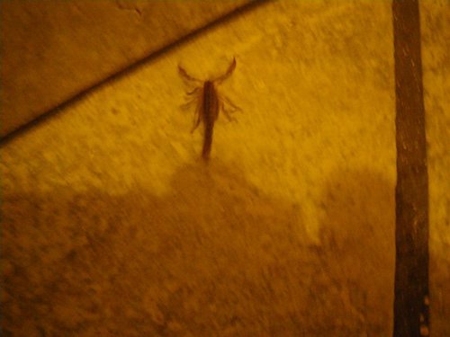 Skorpion im Hostel.JPG